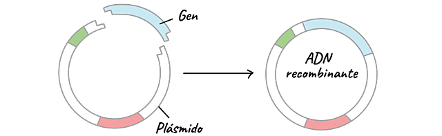 Se construye la primera molécula de la DNA recombinante