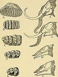 Douglas Spalding (c. 1840-1877) y C. Lloyd Morgan (1852-1936)