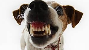 Obra sobre la agresión