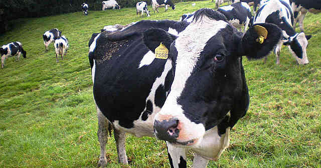 La enfermedad de las vacas locas