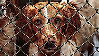 La existencia de una conciencia en los animales