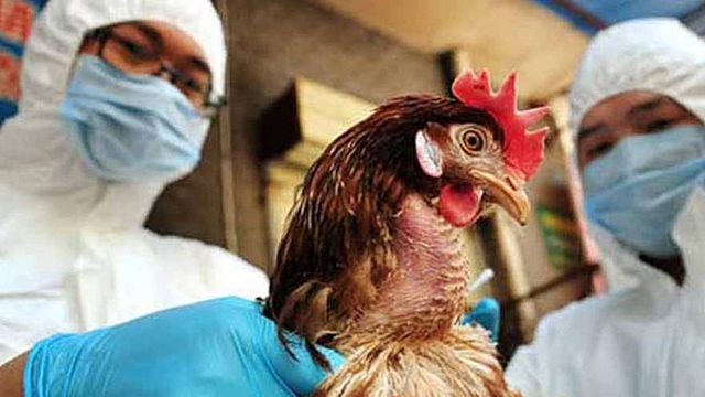Gripe Aviar (H5N1)