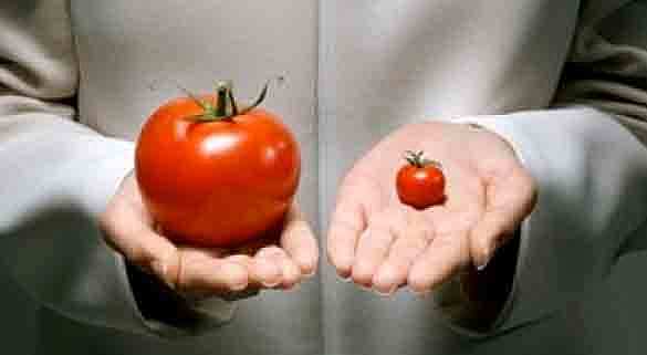 Plantas genéticamente modificadas