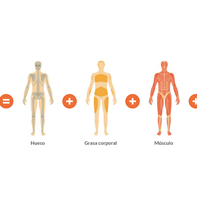 Timeline: Historia de la composición corporal
