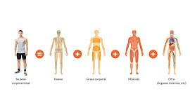 Timeline: Historia de la composición corporal