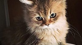 Timeline: Уроки настоящего. школа №82 Кемерово