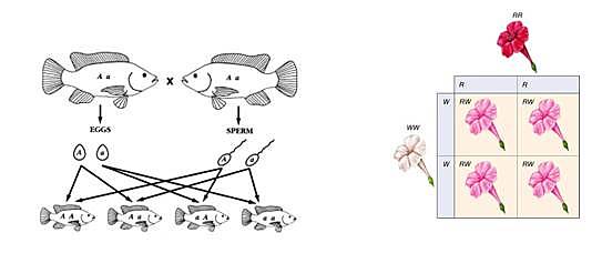 Hipótesis provisional de la pangénesis.