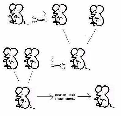 Continuidad del plasma germinal.