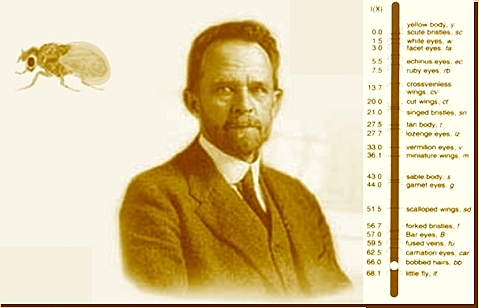 Thomas Hunt Morgan