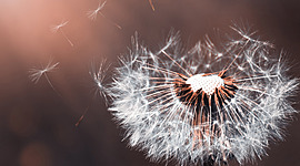 Timeline: Línea de tiempo multimedia