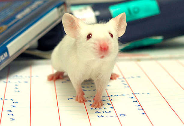 Animales Transgénicos