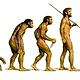 Evolucion del man