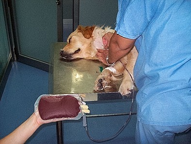 Transfusion entre perros