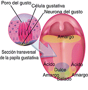 etapa anticipatoria /vía aferente