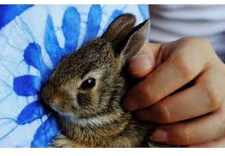 my father friend give away my rabbit