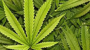 Comienzo del narcotráfico