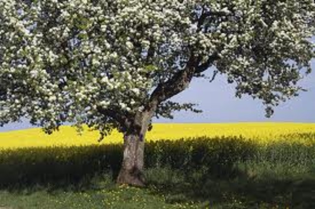 Sarah Keyes dies of tubercolosis.