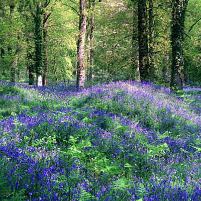 Timeline: Организация ботанической экспедиции по изучению флоры Присурского государственного природного заповедника
