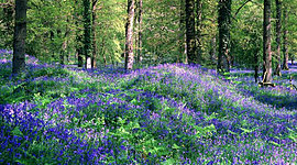 Timeline: Организация ботанической экспедиции по изучению флоры Присурского государственного природного заповедника