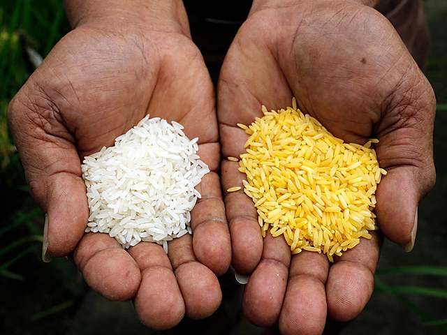 Producto transgénico