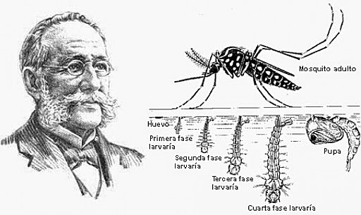 Descubrimiento de la transmisión de la fiebre amarilla