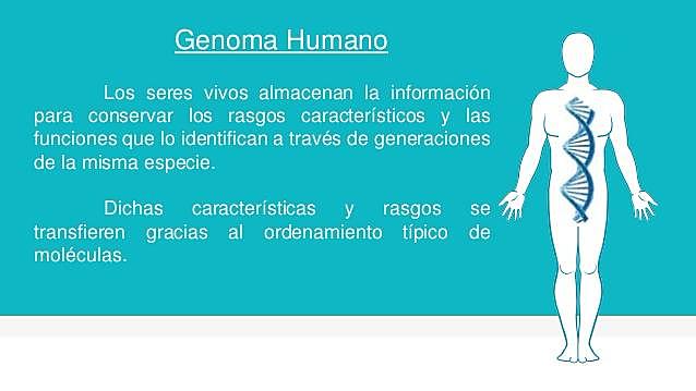 Genoma humano