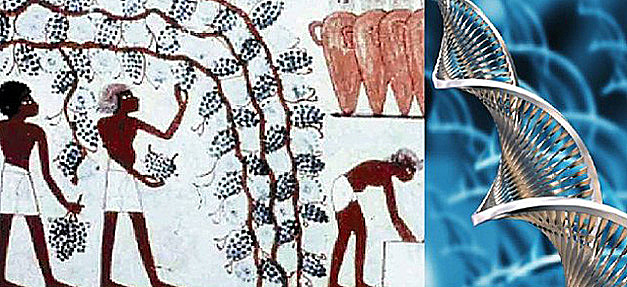 Babilonios y Egipcios