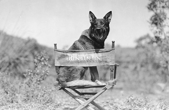 Primer estrella de cine canina