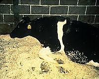 Encefalopatia espingiforme bovina