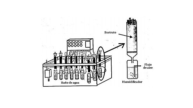 Desarrollo de biorreactor de columna
