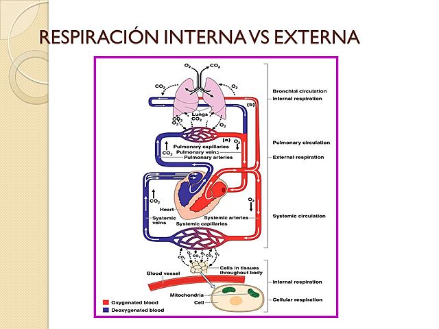 RESPIRACION //SEMANA 3