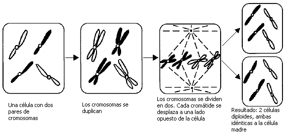 Walther Flemming, Eduard Strasburger y Edouard Van Beneden