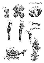 Protozoarios