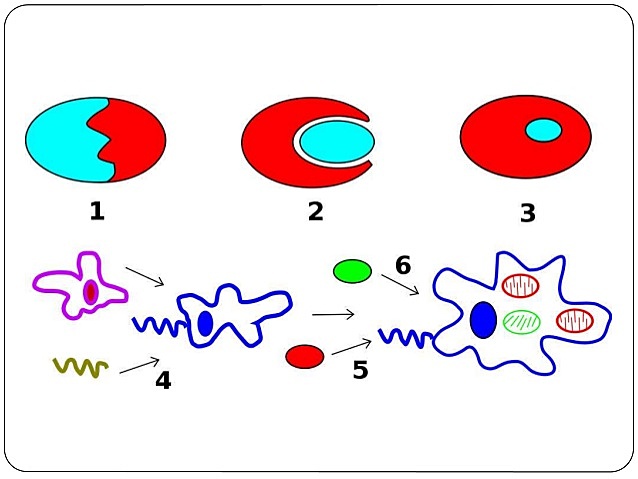 Lynn Margulis expuso su teoría endosimbiótica