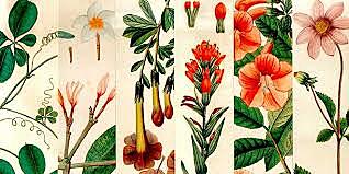 Época de las expediciones botánicas y científicas