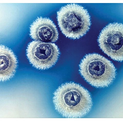 Producción de medicamento