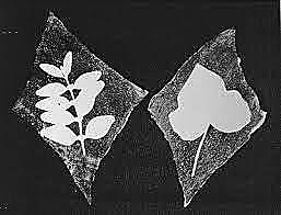 La sensibilidad luz en la fotografía