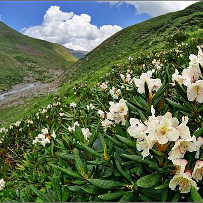 Timeline: План ботанической экспедиции КМВ