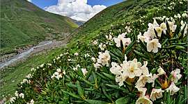 Timeline: План ботанической экспедиции КМВ