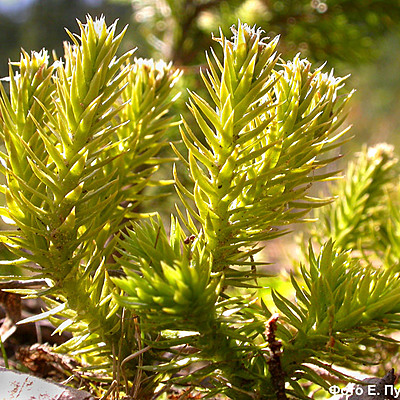 Timeline: план экспедиции