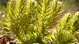 Timeline: план экспедиции