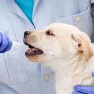 Timeline: ANTECEDENTES HISTÓRICOS DE LA FARMACOLOGÍA VETERINARIA