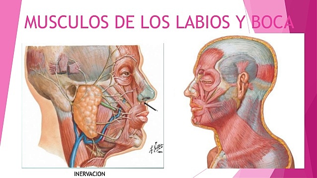 Control Neurologico de la deglucion