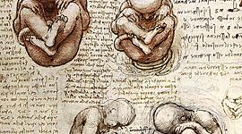 Timeline: Parteaguas para la consolidación de la Biología del Desarrollo.