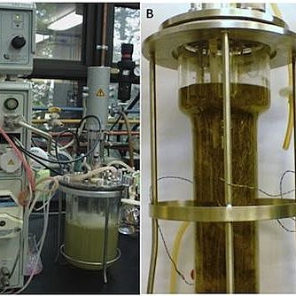 Cultivos de líneas celulares de Uncaria tomentosa en biorreactores para la producción de alcaloides