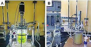 Diseño de un proceso para la obtención de compuestos antioxidantes a partir de la mora