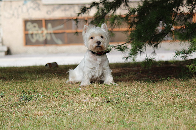 The day my grandmother's dog died