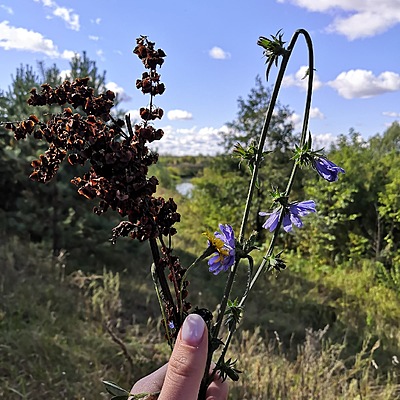 Timeline: План ботанической экспедиции