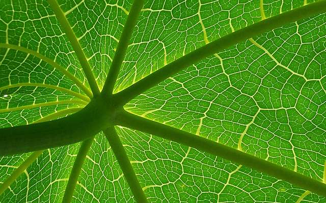 Découverte sur les végétaux