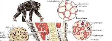 Découverte d'un nouveau caractère cellulaire